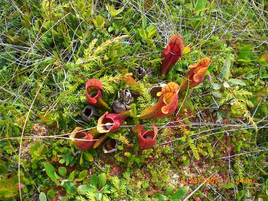 Байкало-Ленский заповедник