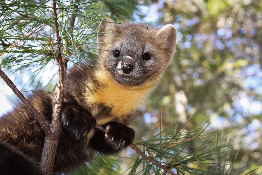 Орловский заказник Амурская область