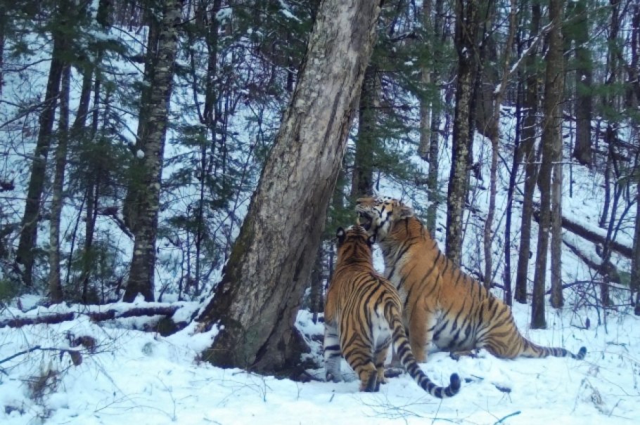 Кузнецкий Алатау Флора
