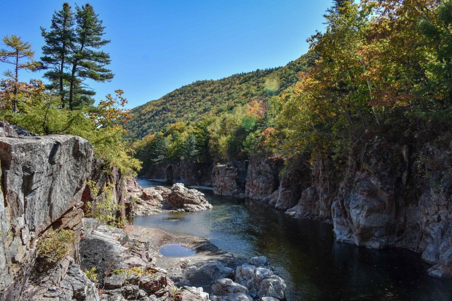 Уссурийский тигр