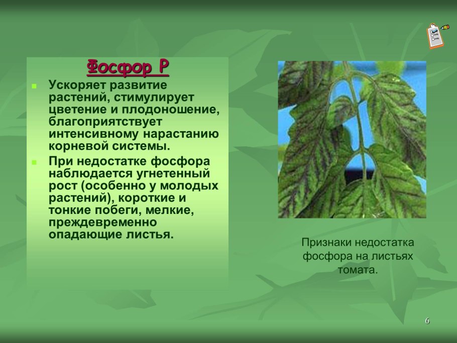 Корень ольхи