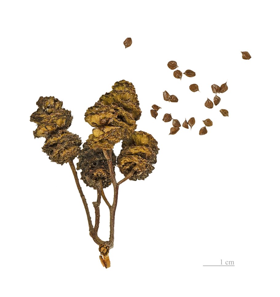 Дуб черешчатый листорасположение