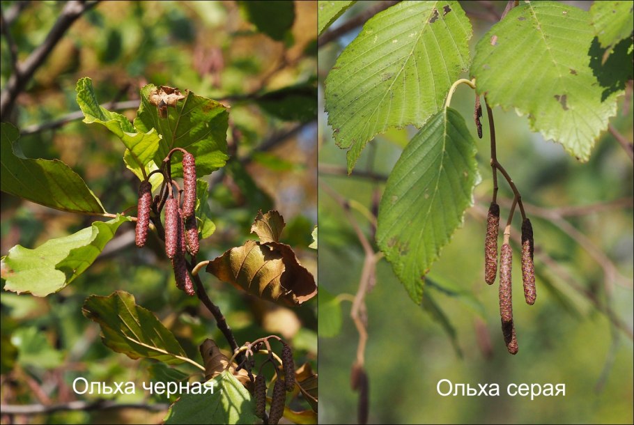 Alnus incana гербарий
