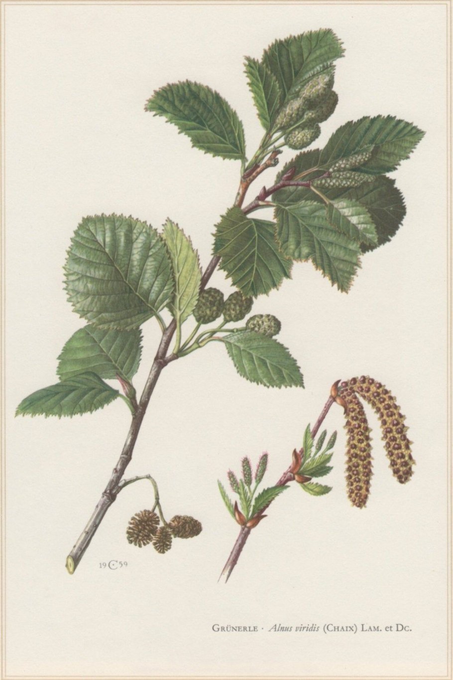 Корневая система деревьев