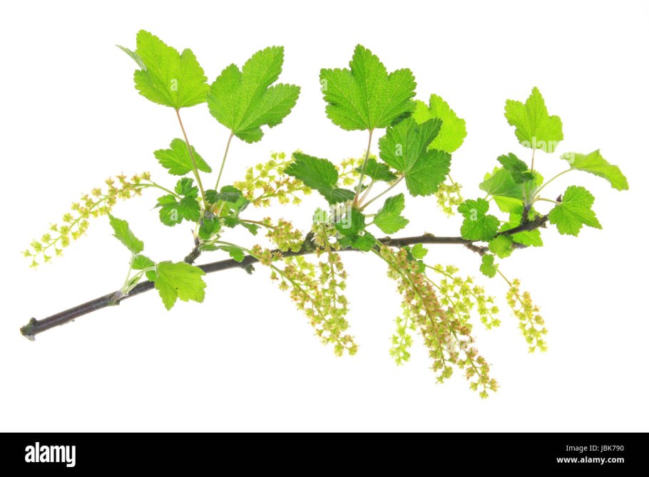 Моховая смородина цветение