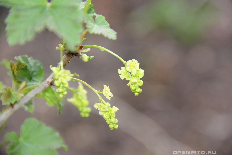 Смородина белая цветет