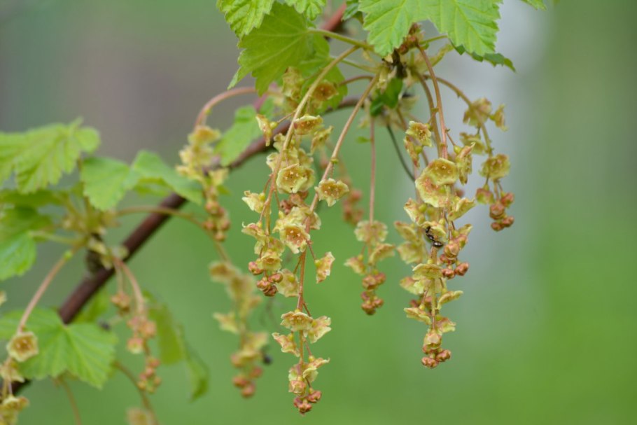 Смородина белая цветет