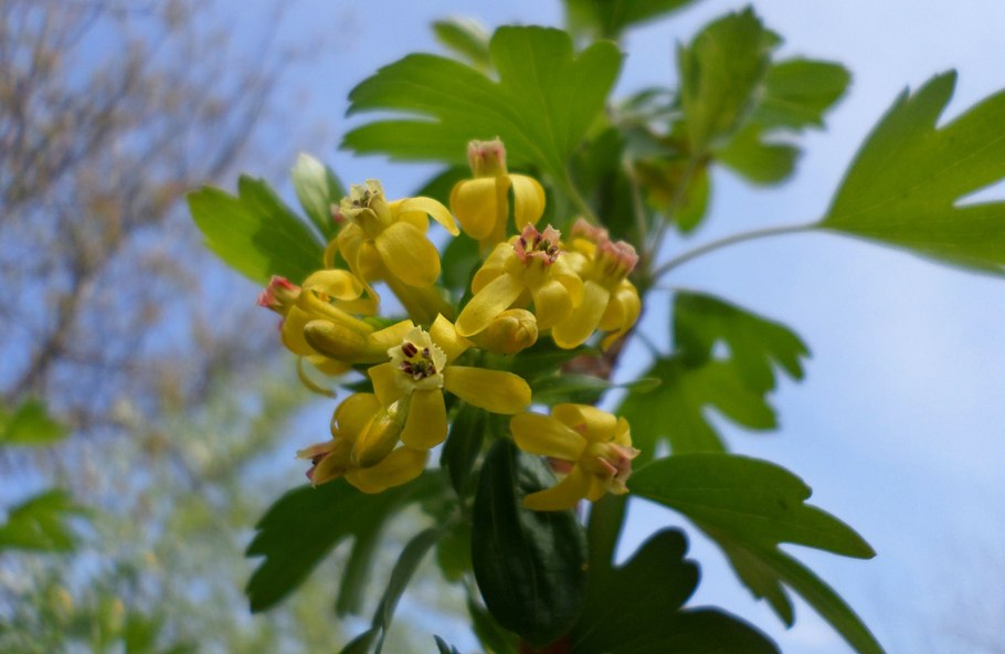 Как цветет смородина начальные этапы