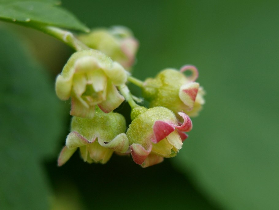 Растения Кузбасса кустарники