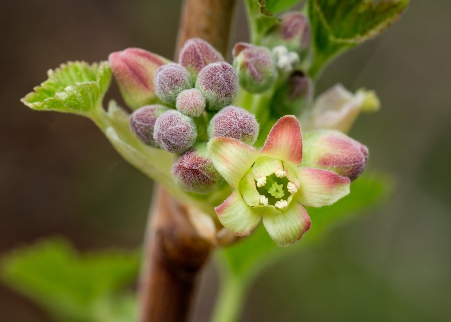 Смородина белая кустарник