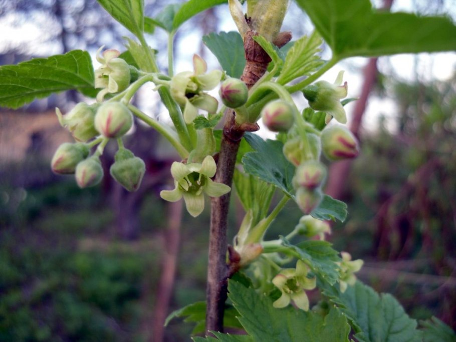 Цветущая красная смородина