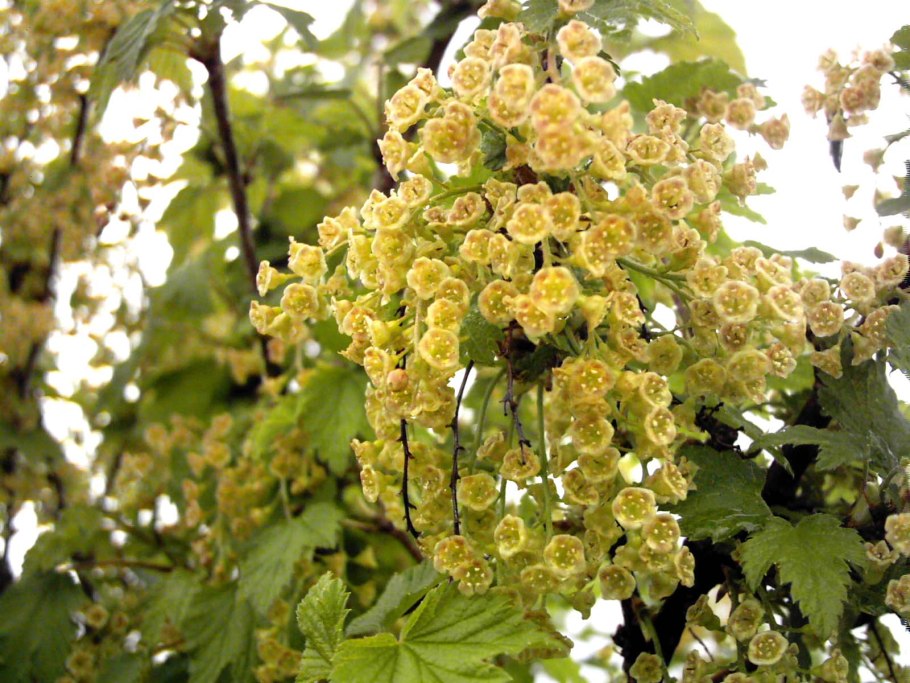 Смородина Смольяниновская