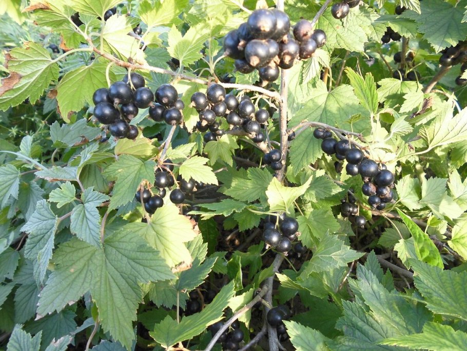 Ribes niveum куст