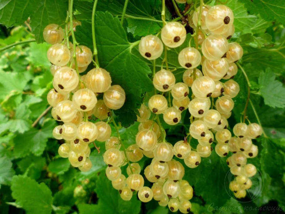 Смородина Золотая Виноградная кишмишная