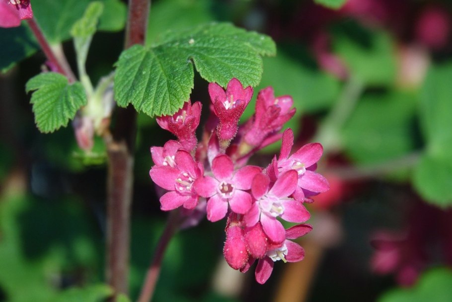 Белая смородина фото на белом фоне