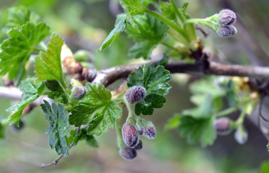 Версальская белая смородина цветет