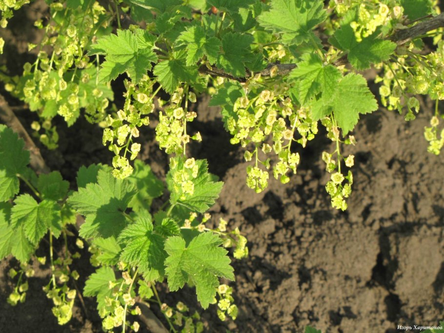 Белая смородина Лесная