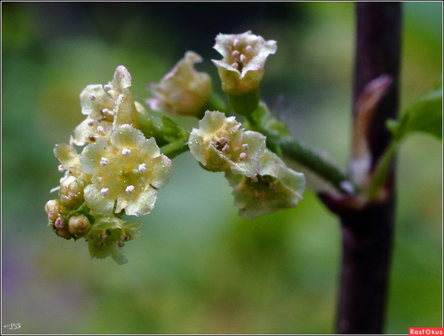 Ликерная смородина цветет