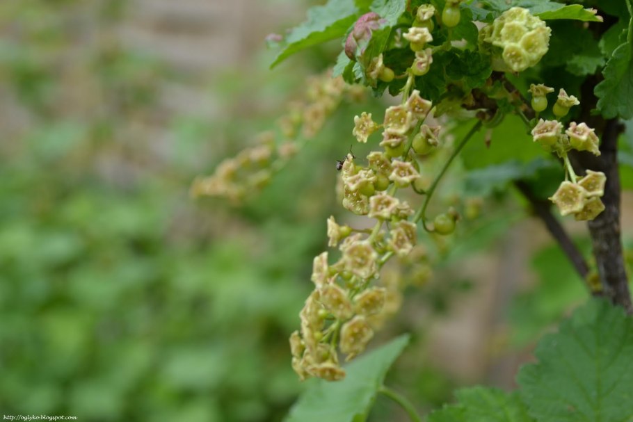 Красная смородина цветет