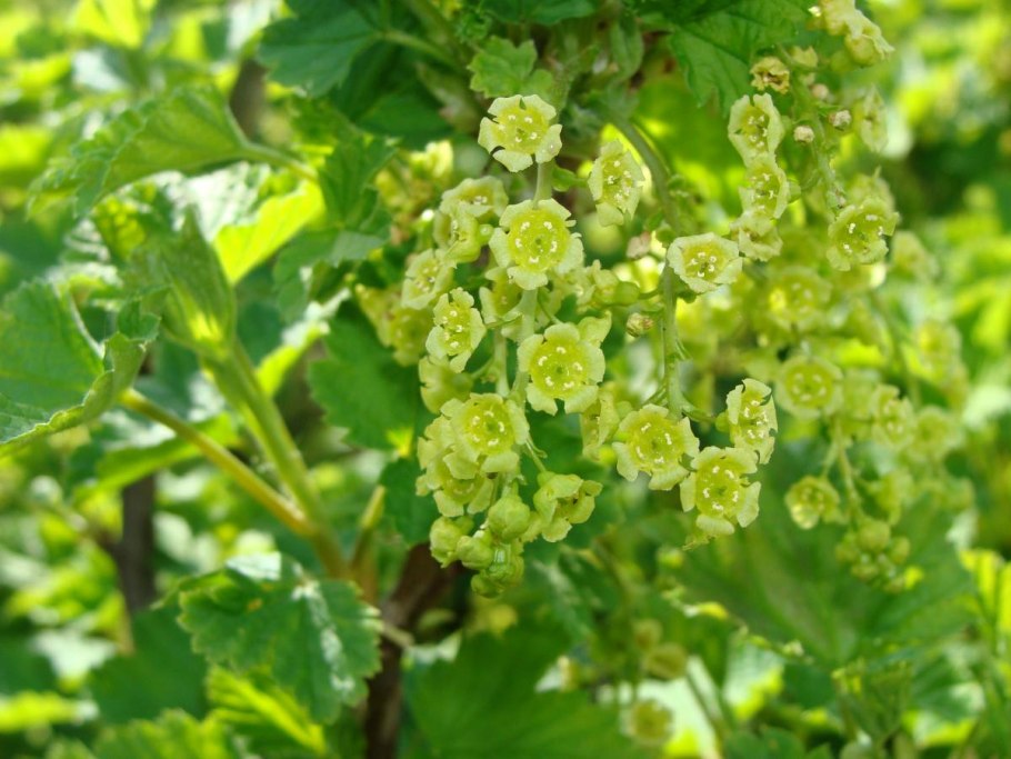 Красная смородина цветет