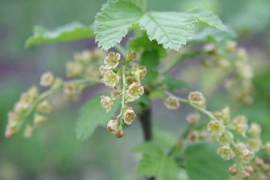 Смородина белая цветет
