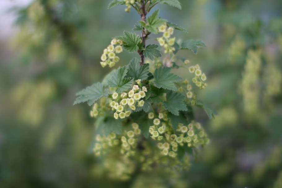 Соцветия красной смородины