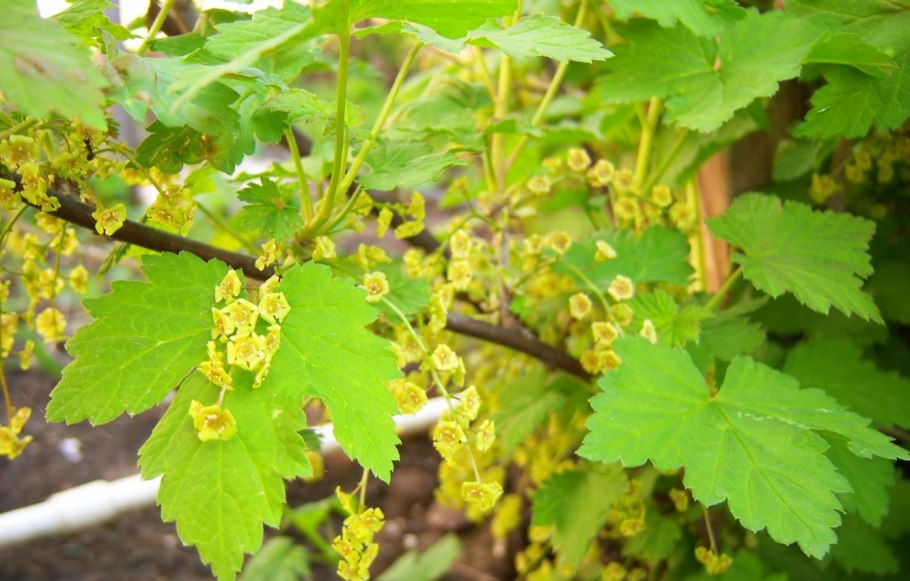 Смородина Лучия цветение