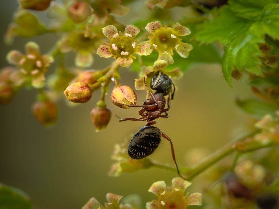 Пыльца смородины