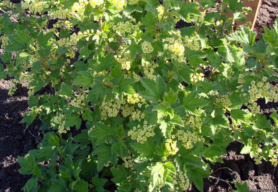 Смородина белая цветет