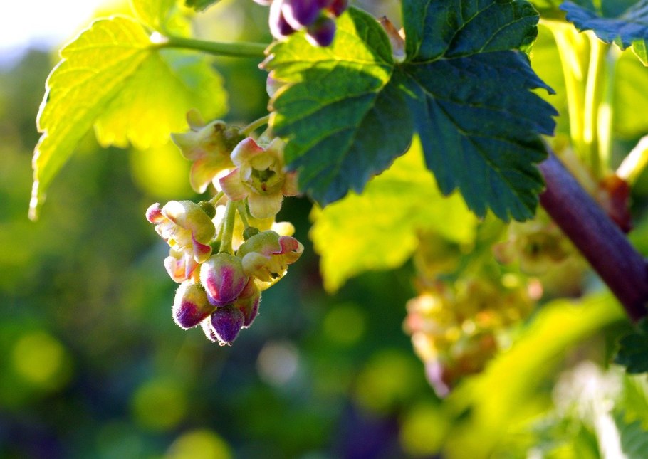 Ribes niveum куст