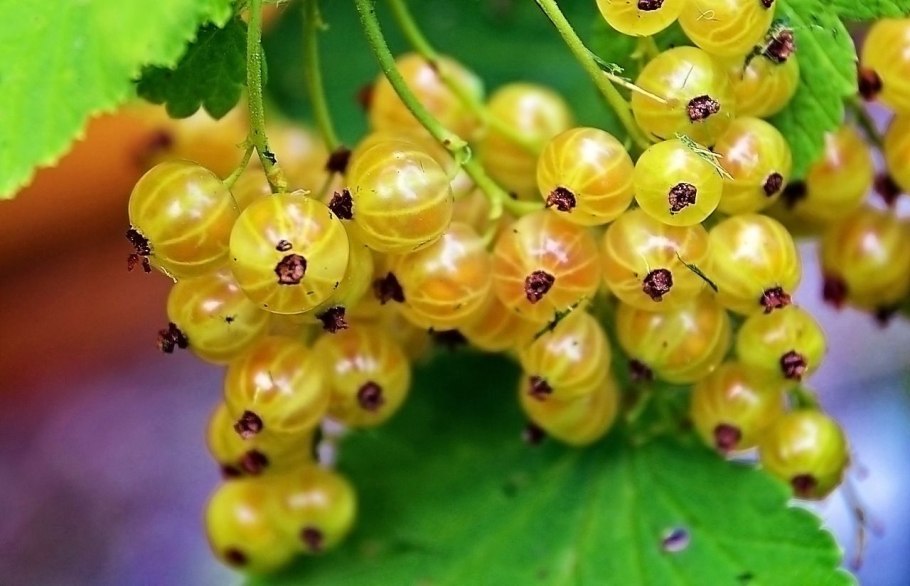 Куст смородины цветет