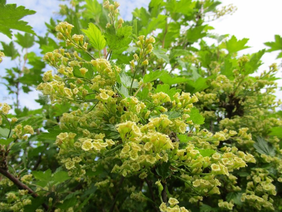 Бутонизация смородины