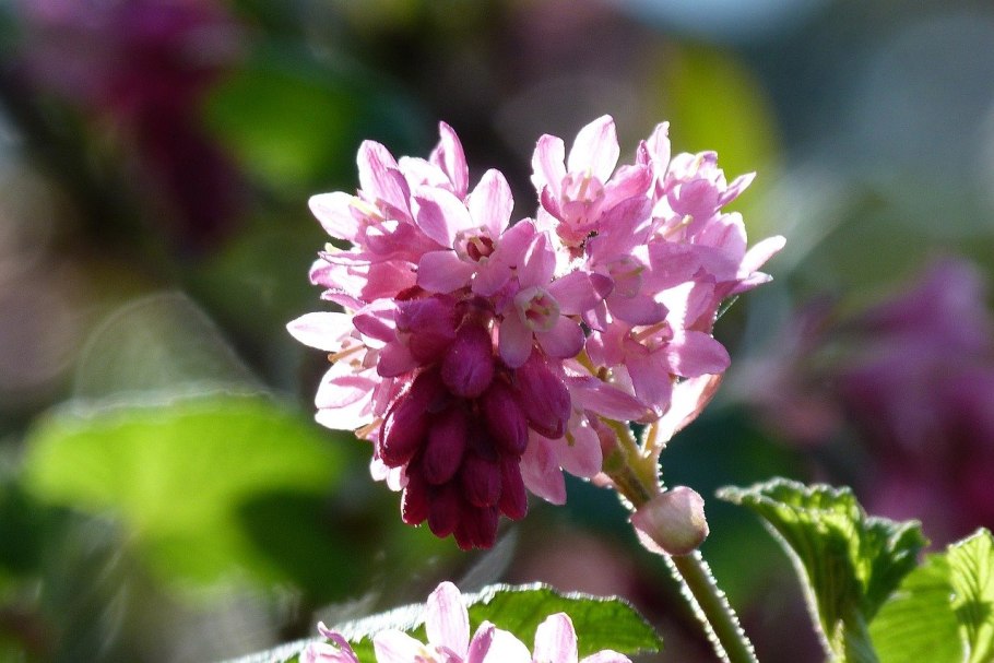 Цветущий куст