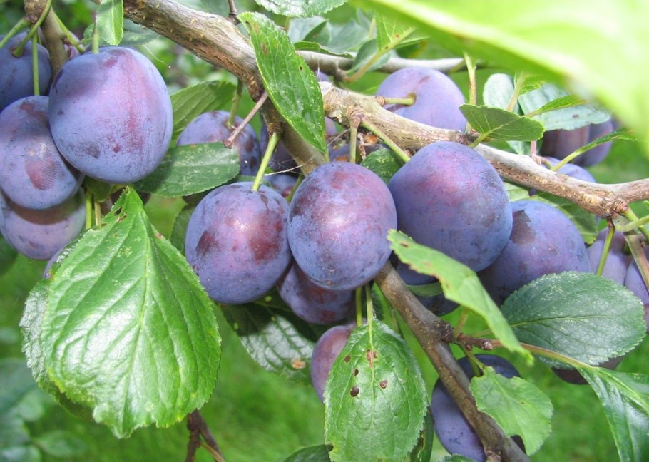 Слива в корзинке