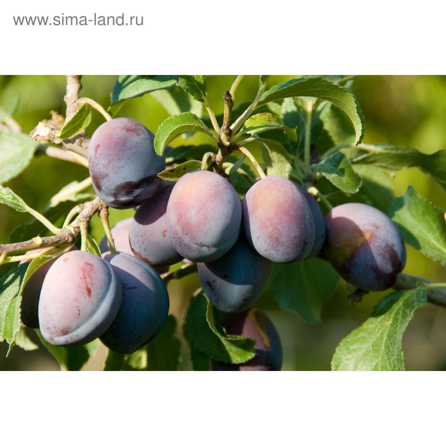 Слива сорт Смолинка
