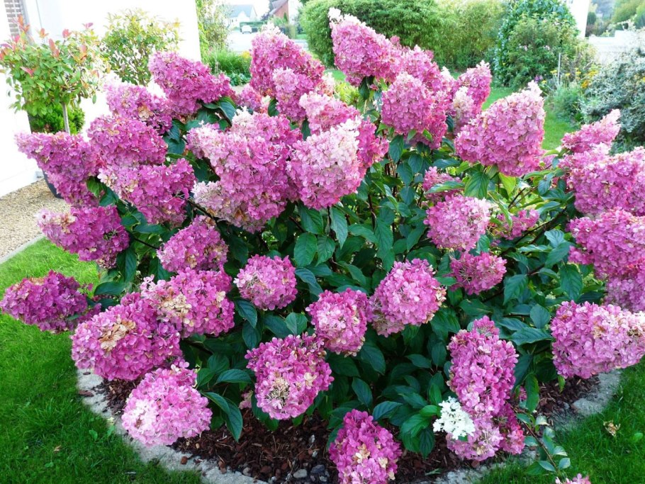 Гортензия Фрайз Мельба