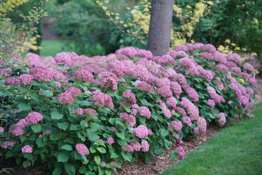 Гортензия древовидная Пинк Пинкушион