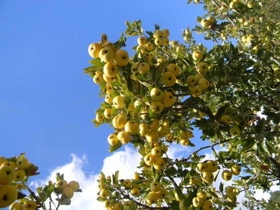 Дарахти дулона