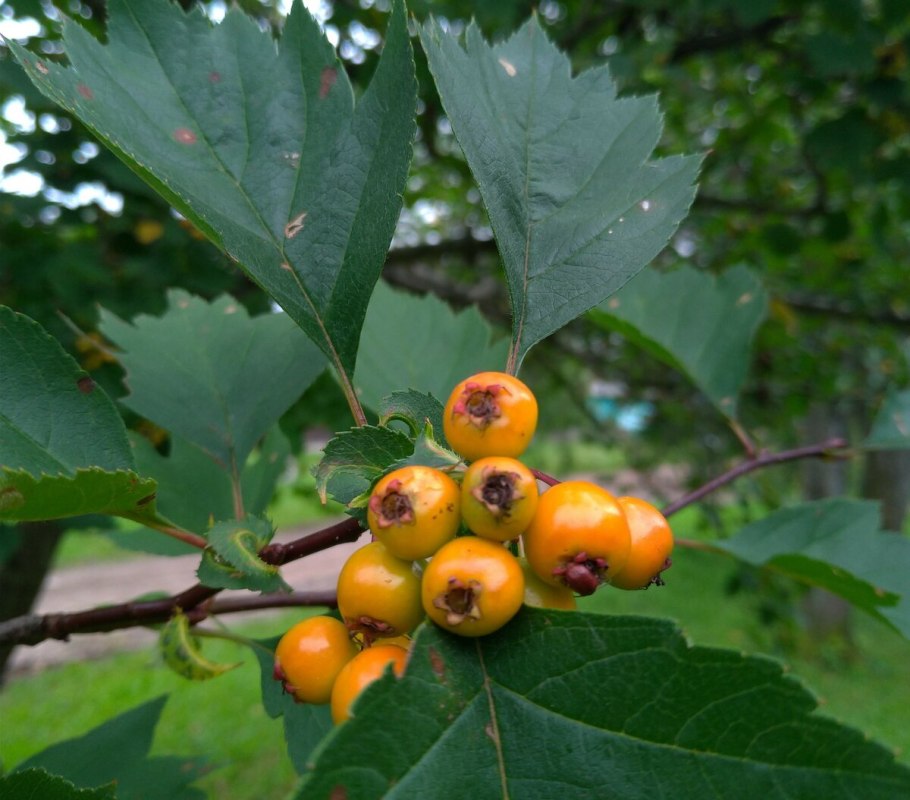 Боярышник зеленомясый