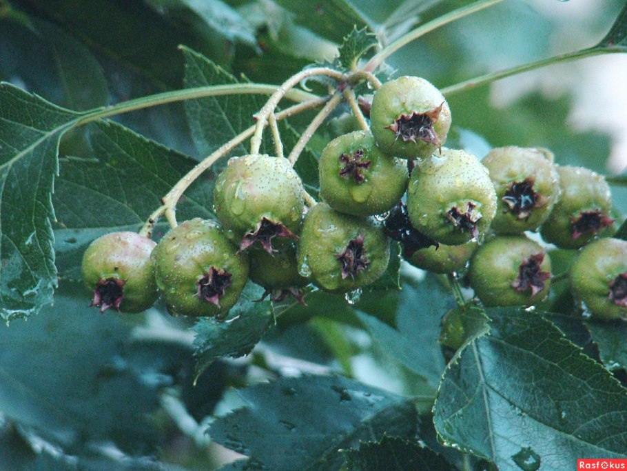 Дулана меваси