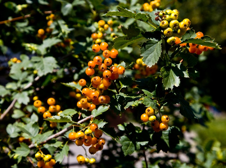 Боярышник Желтоплодный