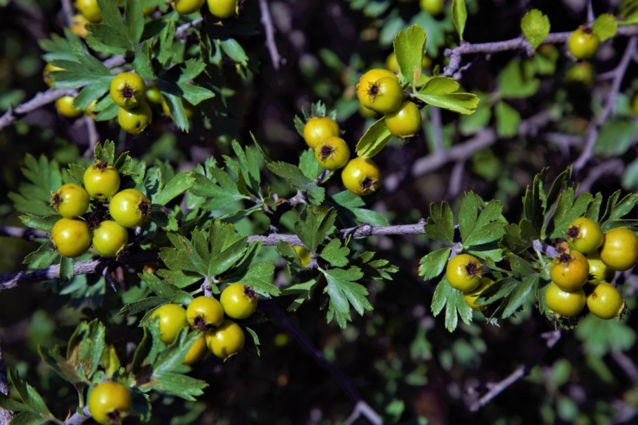 Крупноплодный — Понтийский боярышник
