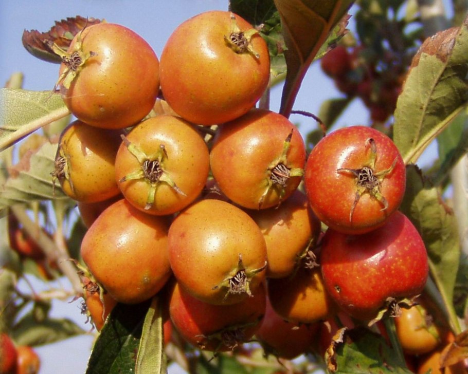 Боярышник Поярковой (Crataegus pojarkovae)