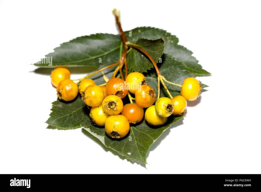 Боярышник крупноколючковый североамериканский