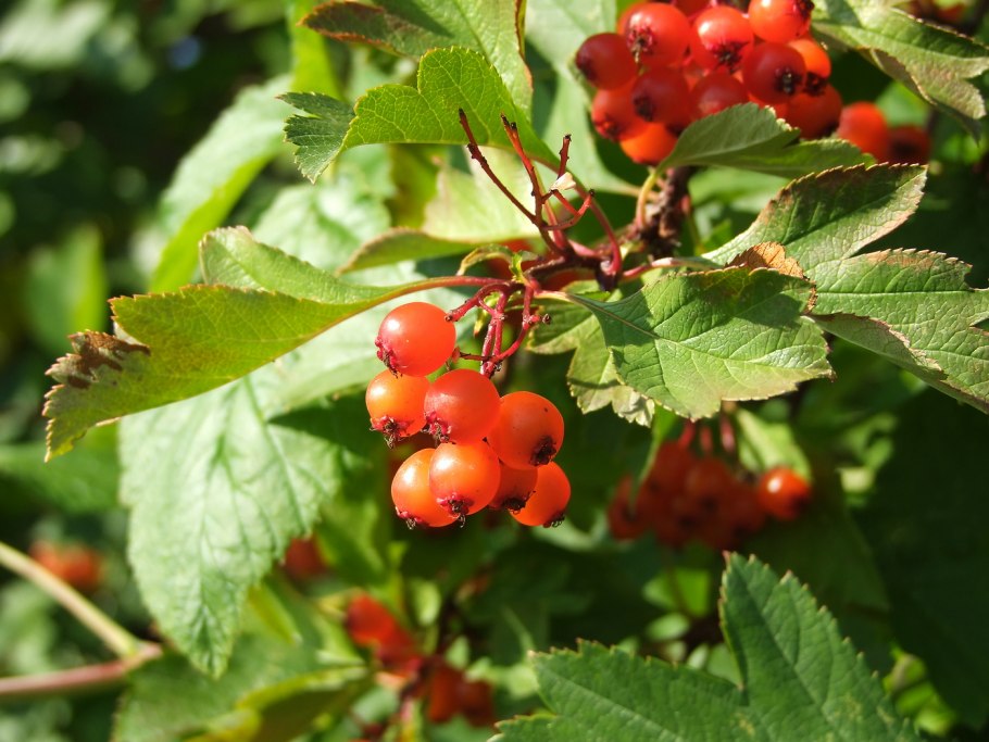 Боярышник зеленомясый (Crataegus chlorosarca)