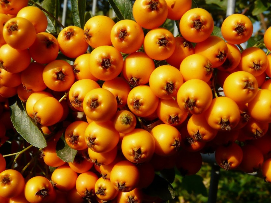 Боярышник Желтоплодный