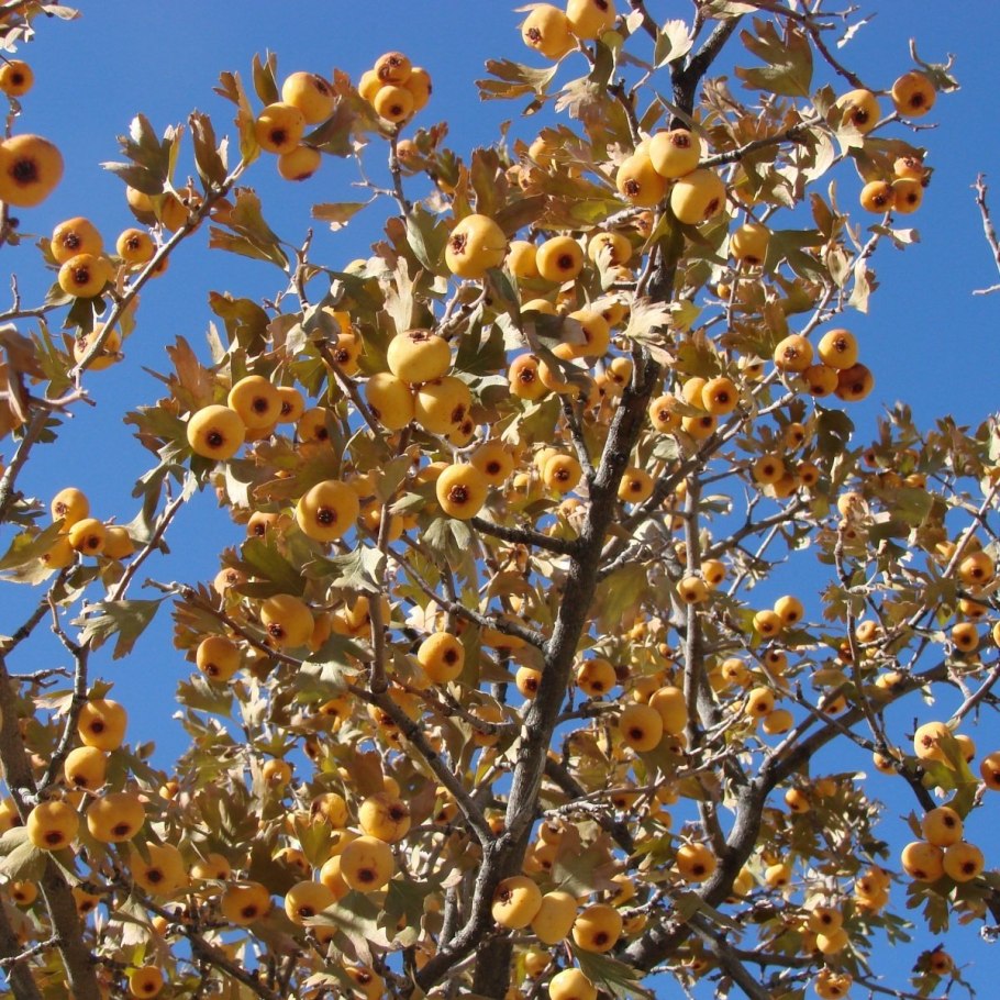 Crataegus punctata