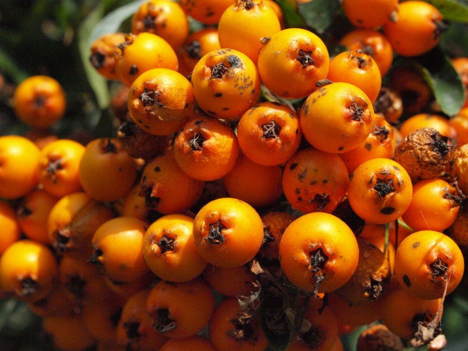 Боярышник ягоды жёлтый