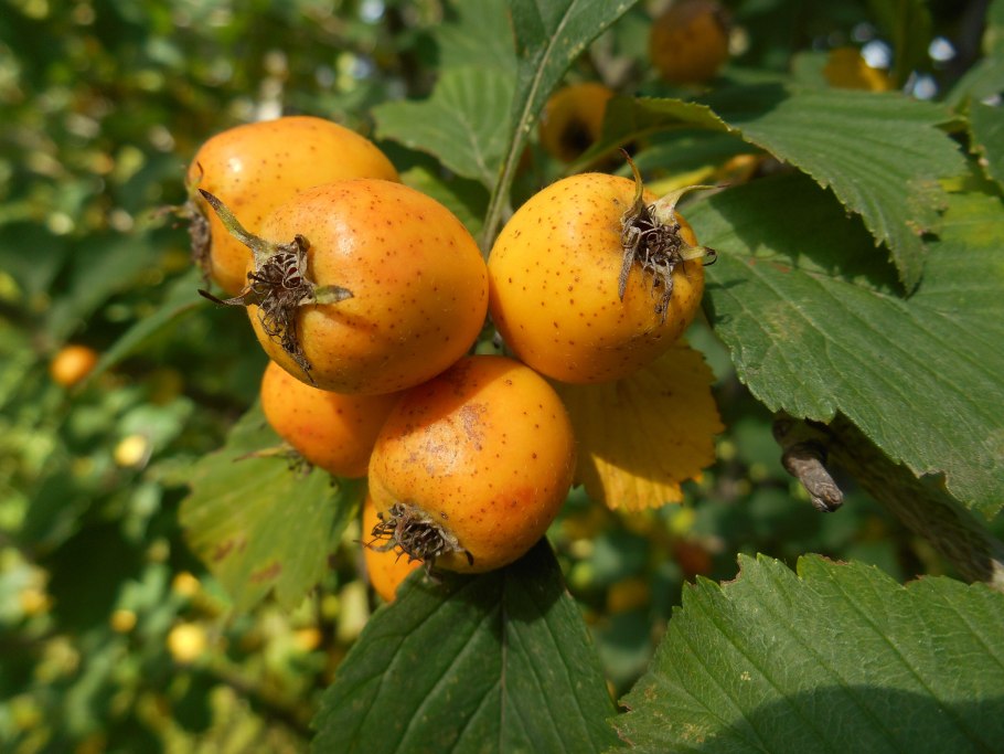 Боярышник Понтийский