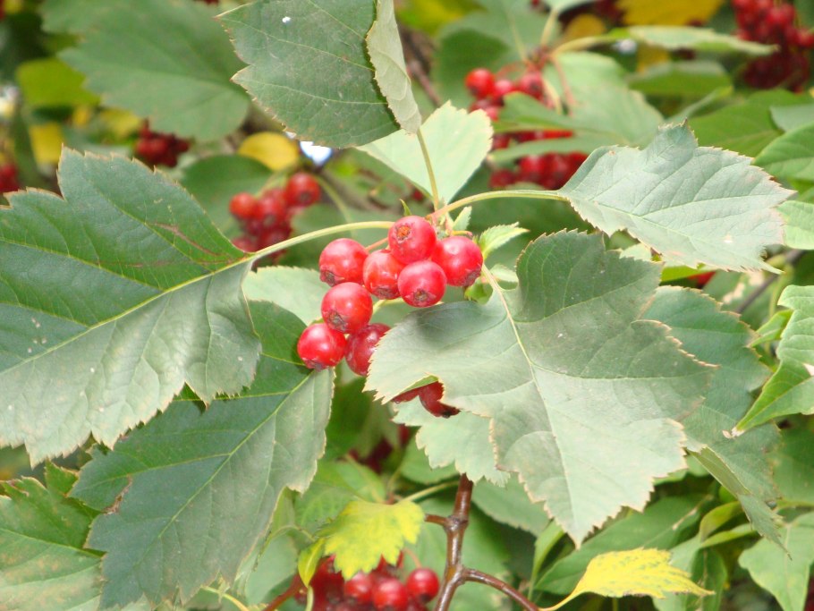 Боярышник Понтийский